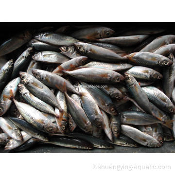 Prezzo mackerel a cavallo surgelato 16-20 cm 20-25 cm 25 cm su